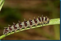 painted lady butterfly caterpillar painted lady butterfly caterpillar