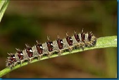 painted lady butterfly caterpillar