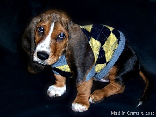 puppy sweater