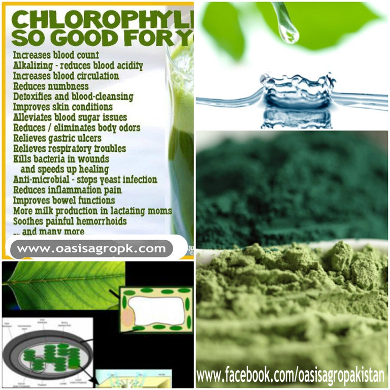 [Chlorophyll%2520-%2520Health%2520Benefits%2520and%2520Natural%2520Food%2520Sources2%255B5%255D.jpg]