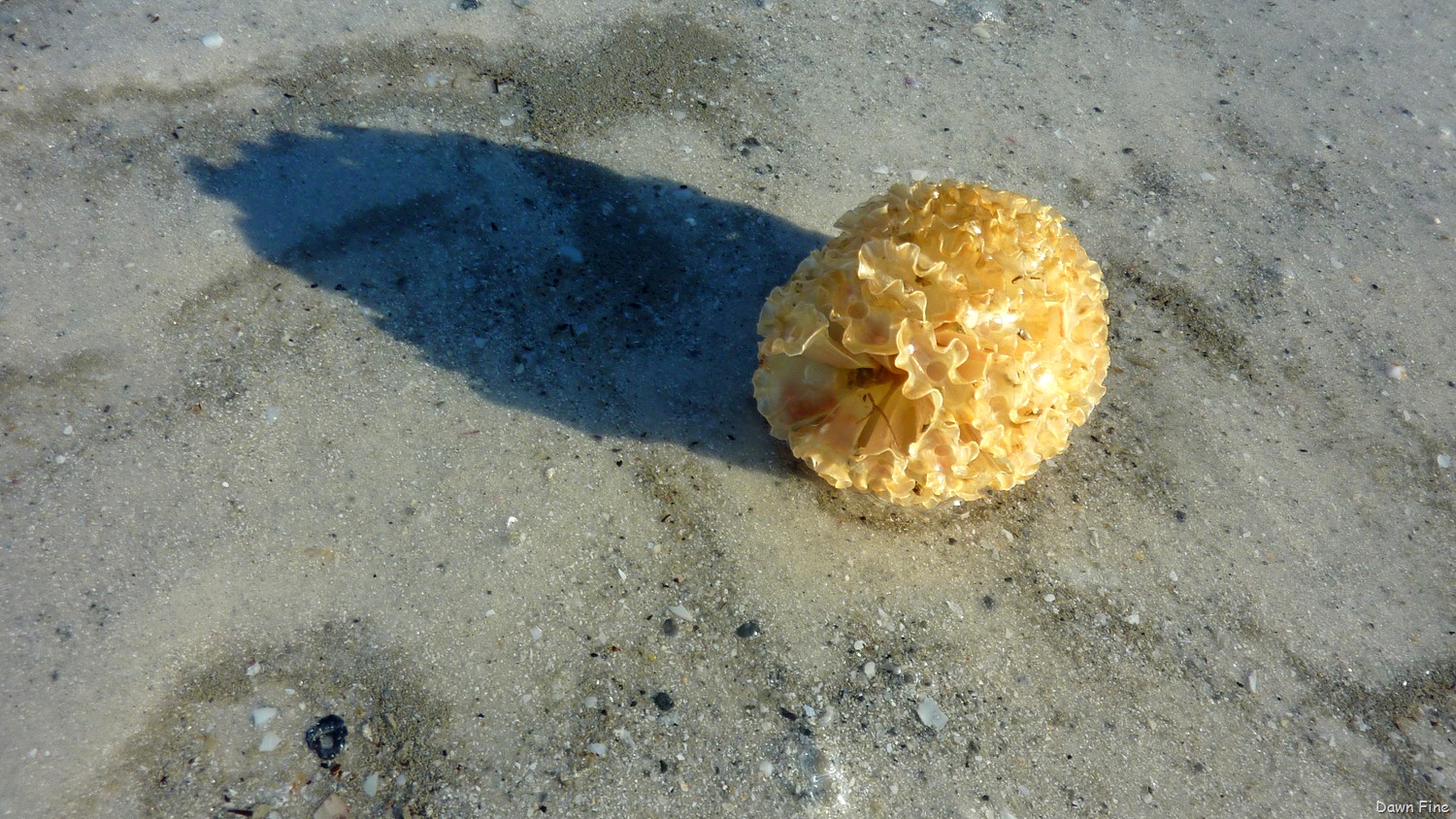 [Sanibel%2520Shell%2520and%2520birds_048%255B2%255D.jpg]