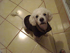 RAMIRO adoptado en el 2009 muy contento nos mando estas fotitos