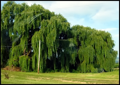 01 - Travel to Corning - Weeping  Willow on Rt 414