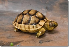 tortoise001