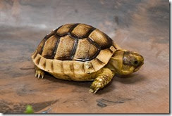 tortoise001 tortoise001