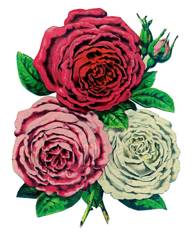 [oldroses-graphicsfairy005%255B3%255D.jpg]