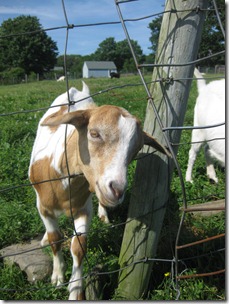 2012.06.24 4-Petting Zoo (21)