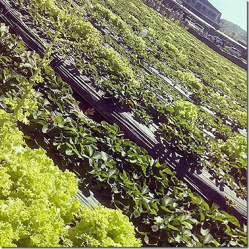 Lettuce Field at Strawberry Farm