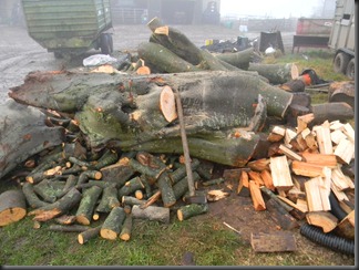 feb 6. 12 logging 004 feb 6. 12 logging 004