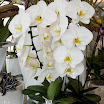 20080607_Flowers_0053.jpg