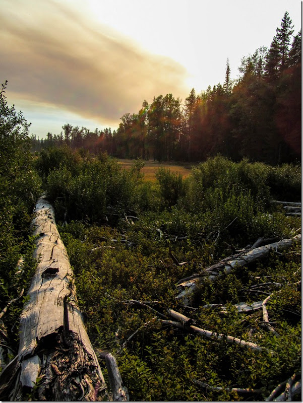 Dead Log. South Prairie Lake. Big Lava Bed. Gifford Pinchot National Forest.  Washington.  September 16, 2012.