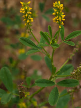 P6055754