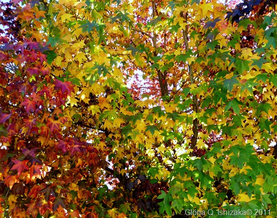 Gloria Ishizaka - Outono -  folhas