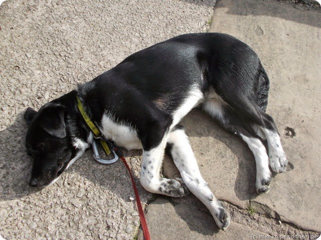 lucky celebrates at the miners arms - with a nap