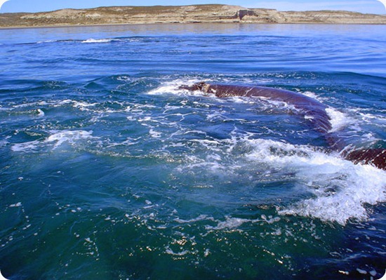 Peninsula Valdes balena2