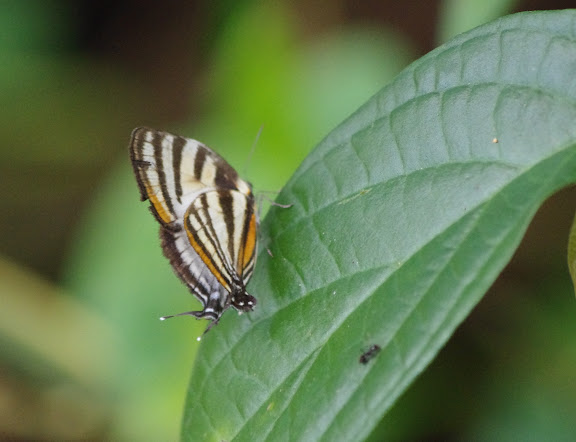 Arawacus aetolus (SULZER, 1776). Saut Athanase, 4 novembre 2012. Photo : J.-M. Gayman