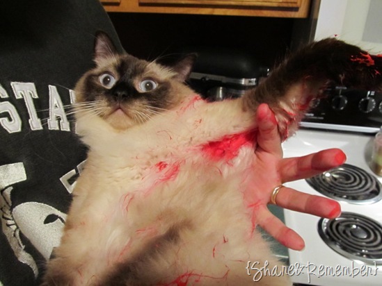 paintcatsm