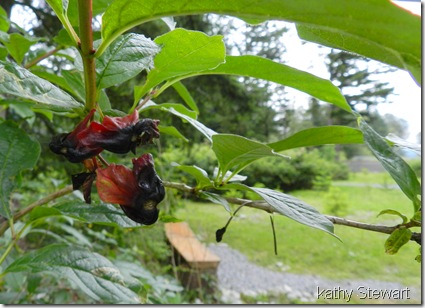 plucked Black Twin Berries
