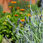 lavender.jpg