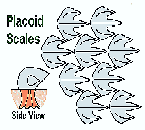 placoid-scales