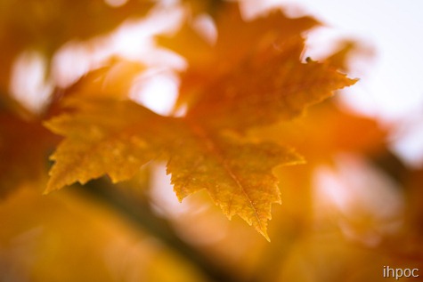 IMG_6034 IMG_6034