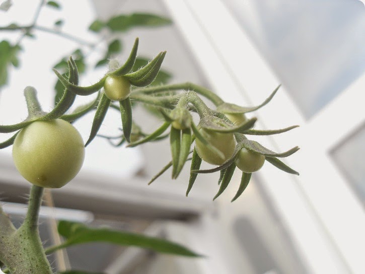 Tomatplanten fra Anja