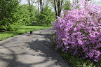 Oh, Sharkey!  Take a look at these azaleas!  They're such a lovely shade of lavender!