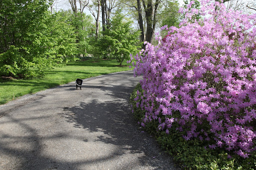 Oh, Sharkey!  Take a look at these azaleas!  They're such a lovely shade of lavender!