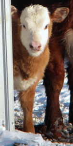 snow'11 136