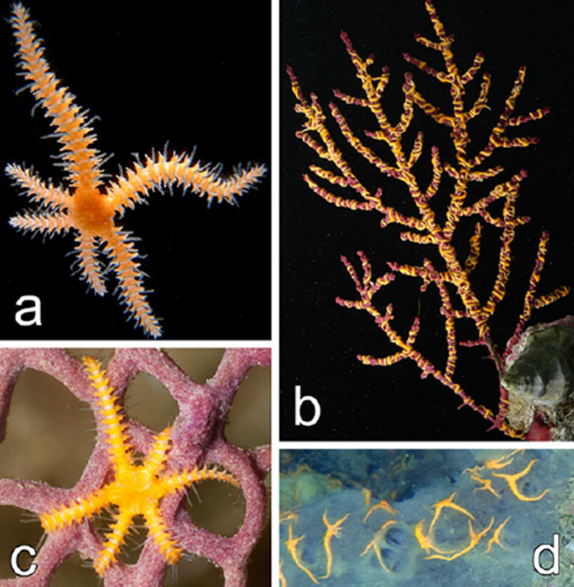 a. the disks of O. mirabilis (~2 mm diameter for ophiuroids in the figure) and the arms (~5 times as long) contrast with the host species b. Leptogorgia punicea, c. Gorgonia ventalina, and d. Mycale angulosa. Images a, b, d photographed at São Paulo by Migotta; c at St. vincent by Haberman.  Hendler, et al., 2012