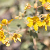 Cactus blooms -wildflowers-house photos-5-11-11 060.JPG