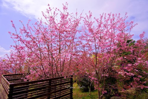 櫻花在臺灣嘉義阿里山_Cherry_blossom_-_Sakura_in_Alishan,_Chiayi,_TAIWAN.jpg