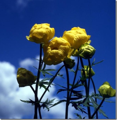 ranuncolo-ranunculus_slideshow