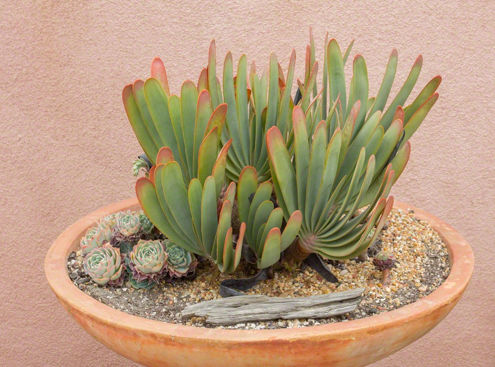 [120928_SucculentGardens_Aloe-plicatilis_01%255B19%255D.jpg]