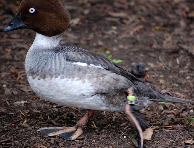 [aviary512.jpg]