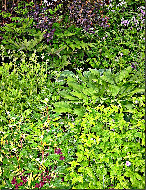 Hosta torvbed Hosta torvbed