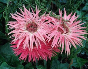 Pink Gallardia, Allan Gardens, Toronto, ON