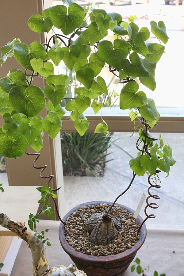 [120519_CCSS_Dioscorea-silvatica-Penny-Newell%255B2%255D.jpg]