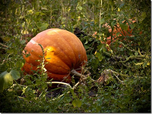 Calabazas