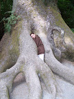 california_sequoia