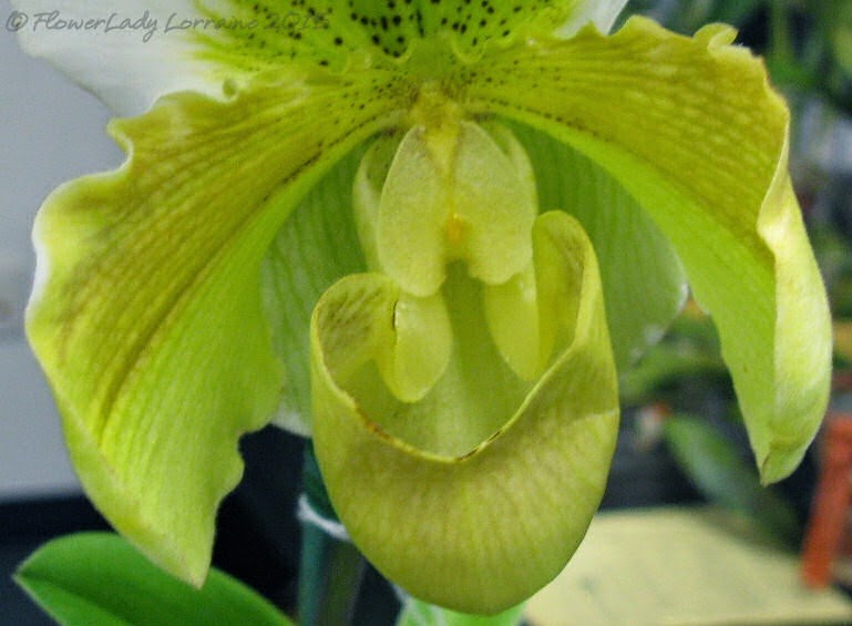 [02-08-orchids13%255B6%255D.jpg]