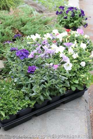 Planting Annuals (4)