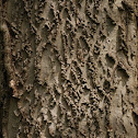 Hackberry