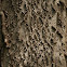 Hackberry