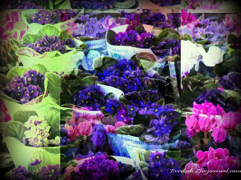 ЗИМНЯЯ ХАЙФА