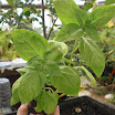 ALBAHACA...JPG