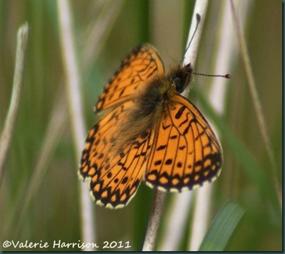 14-small-pearl-bordered-fritillary