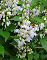 2014 április 26 Kámoni arborétum Deutzia gracilis Nukko Törpe gyöngyvirágcserje (1).jpg