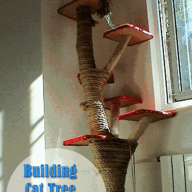 Sunshine Kitties how fostering pets on death row saved my life. More