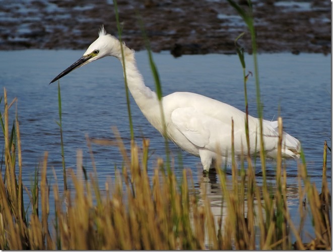 Little Egret. Alkboro 28.08.14